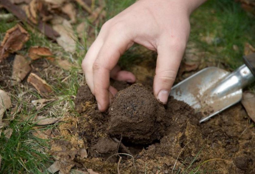 Сбор трюфеля Сбор трюфеля