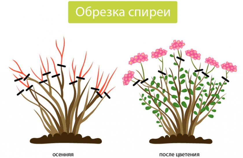 Обрезка спиреи Обрезка спиреи
