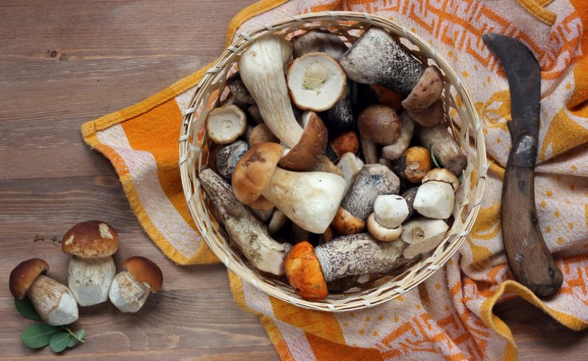 Свежие белые грибы Свежие белые грибы