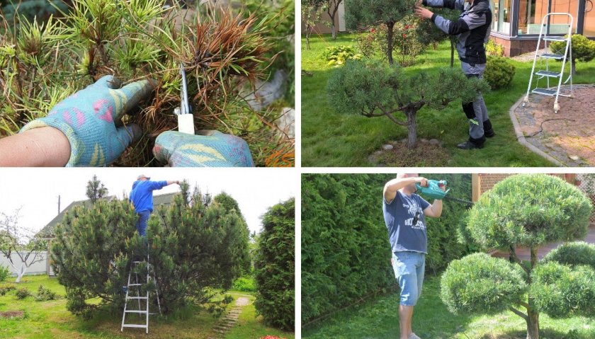 Обрезка и формировка сосен Обрезка и формировка сосен