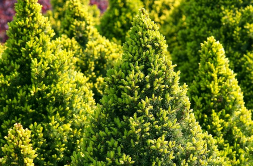 Белая ель Белая ель