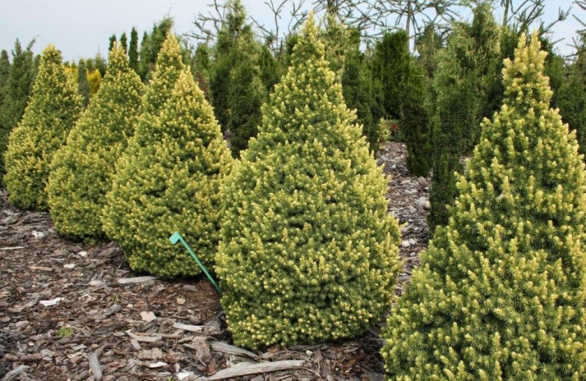 Карликовая канадская ель Рейнбоуз Энд Карликовая канадская ель Рейнбоуз Энд