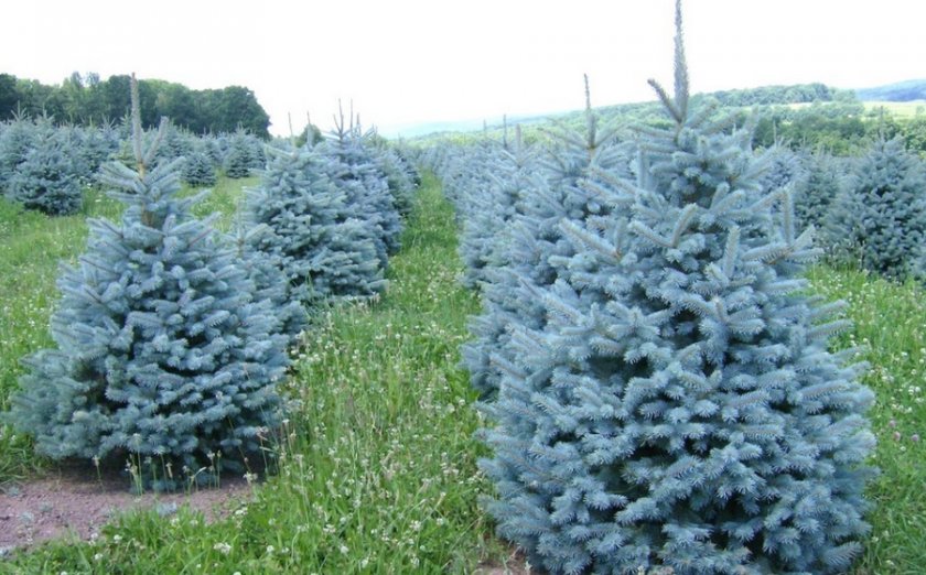 Голубая канадская ель Голубая канадская ель