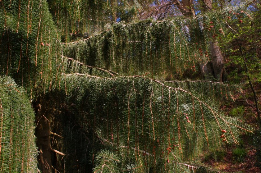 Ель Бревера Ель Бревера