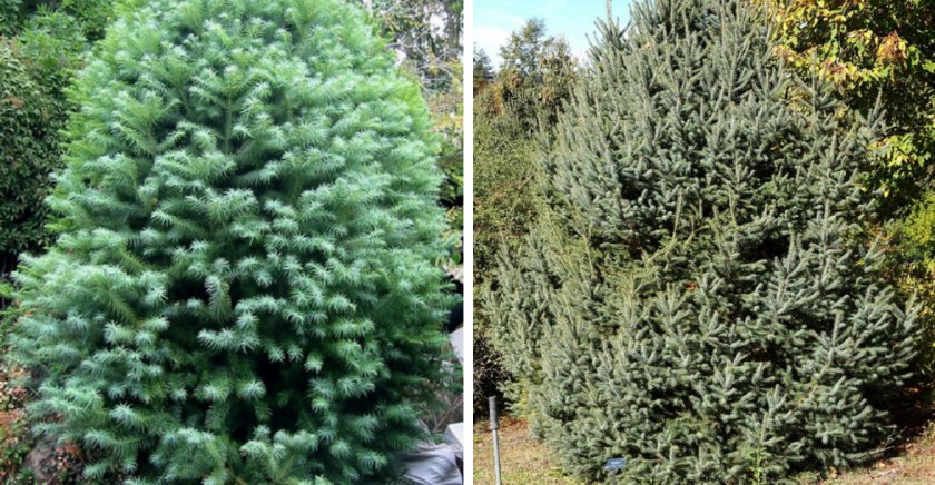 Китайская ель Китайская ель