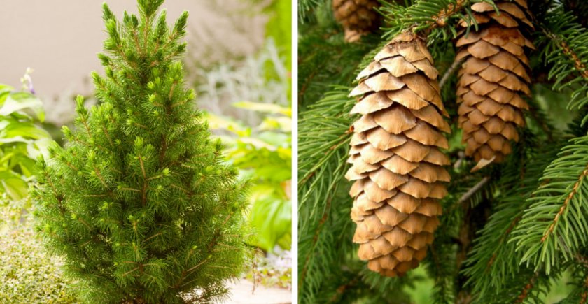 Ель Мартинеса Ель Мартинеса