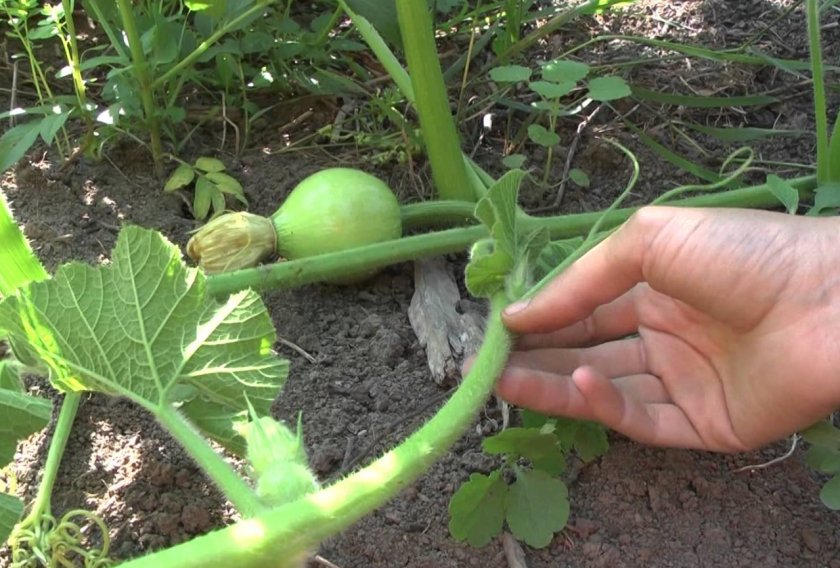 Обрезка плети