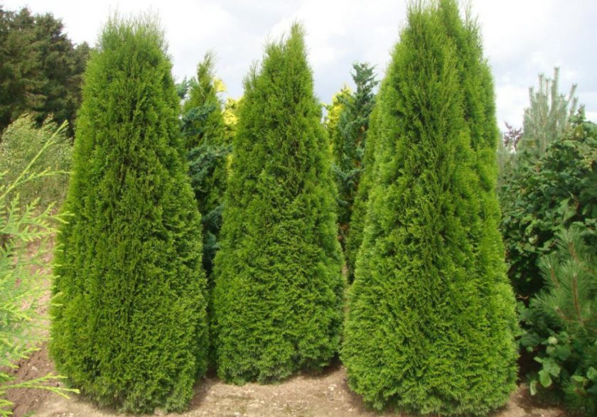 Туя западная Туя западная
