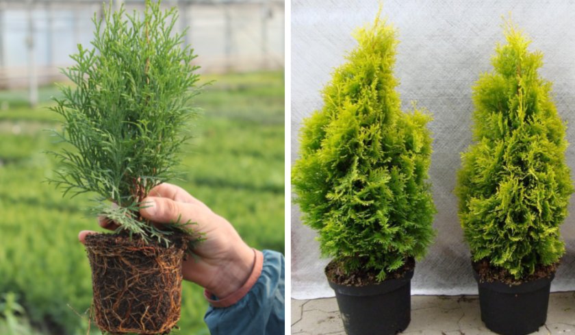 Саженцы туи Саженцы туи