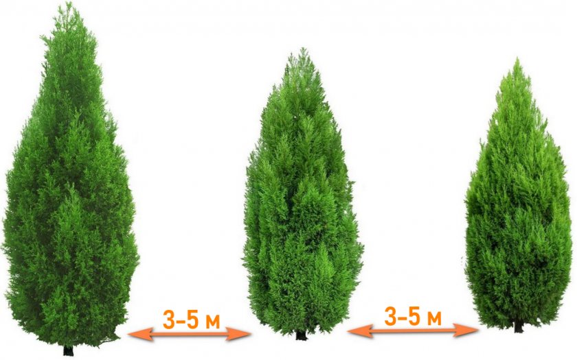 Расстояние при посадке туи Расстояние при посадке туи