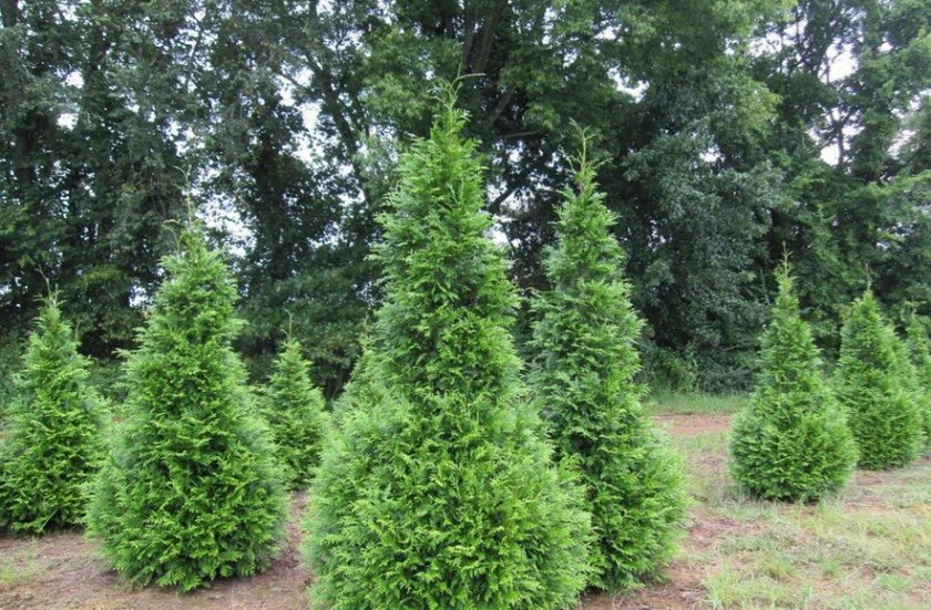 Туя Брабант Туя Брабант