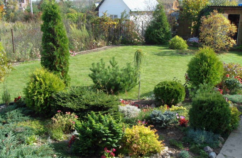 Туя в ландшафтном дизайне Туя в ландшафтном дизайне