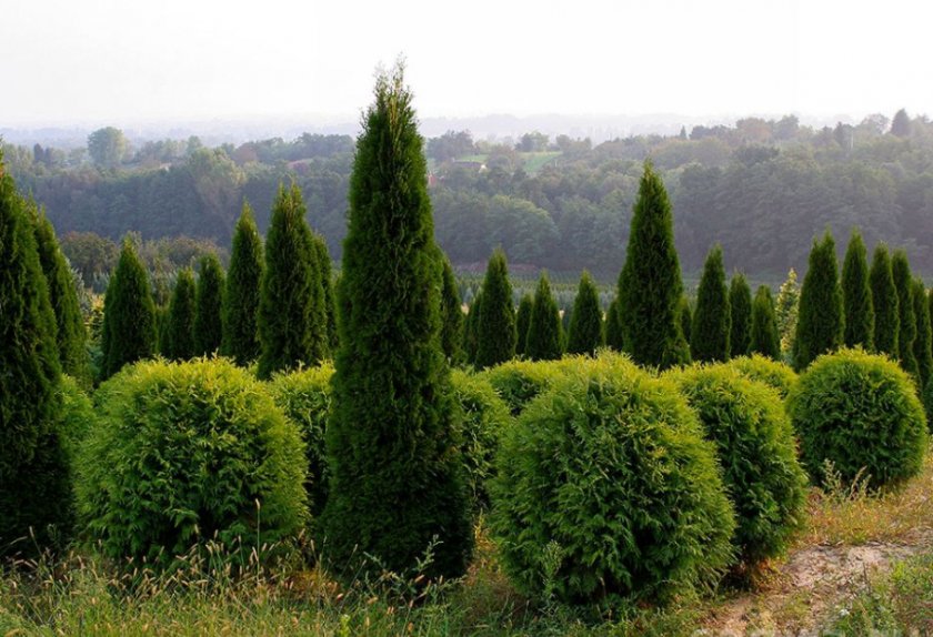 Выращивание туи Выращивание туи