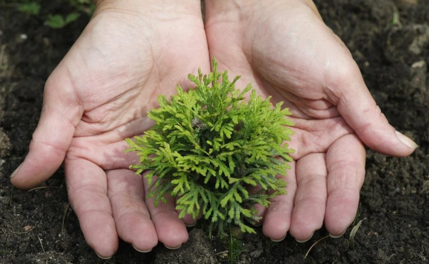 Посадка саженца туи