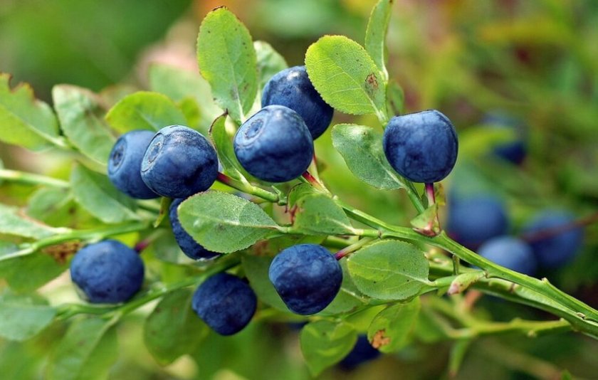 Плодоношение черники