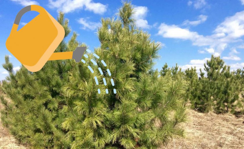 Полив кедровой сосны Полив кедровой сосны