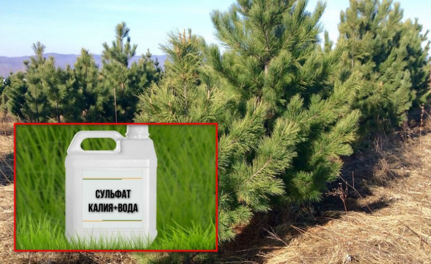 Удобрение для сосны кедровой Удобрение для сосны кедровой