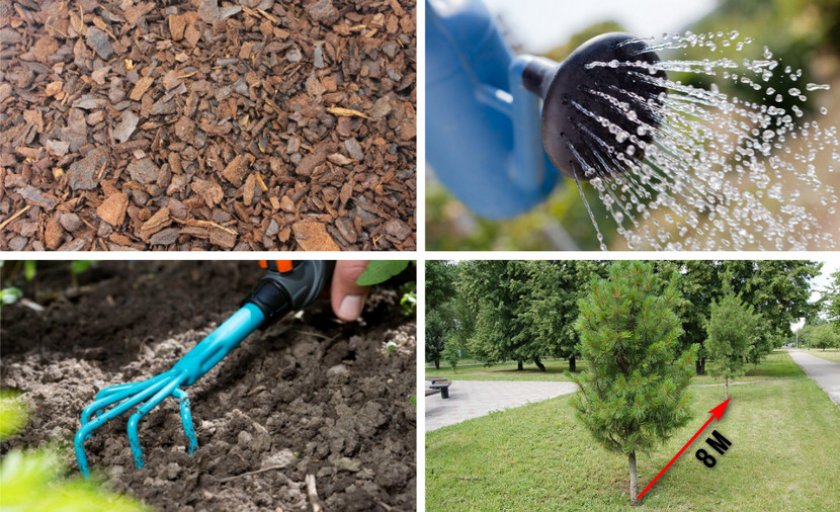 Рекомендации по выращиванию кедровой сосны Рекомендации по выращиванию кедровой сосны