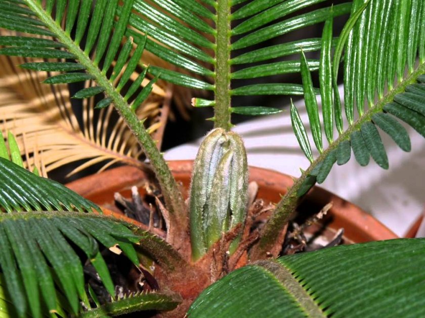 Цикас революта