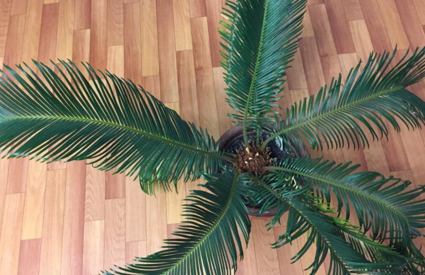 Цикас революта Цикас революта