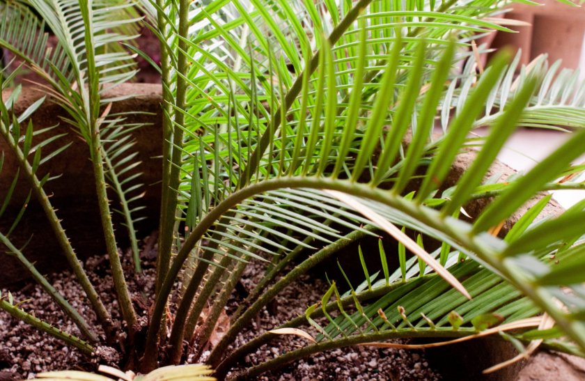 Цикас революта Цикас революта