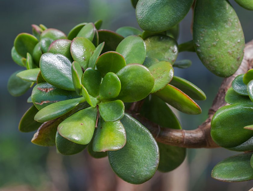 Толстянка Толстянка