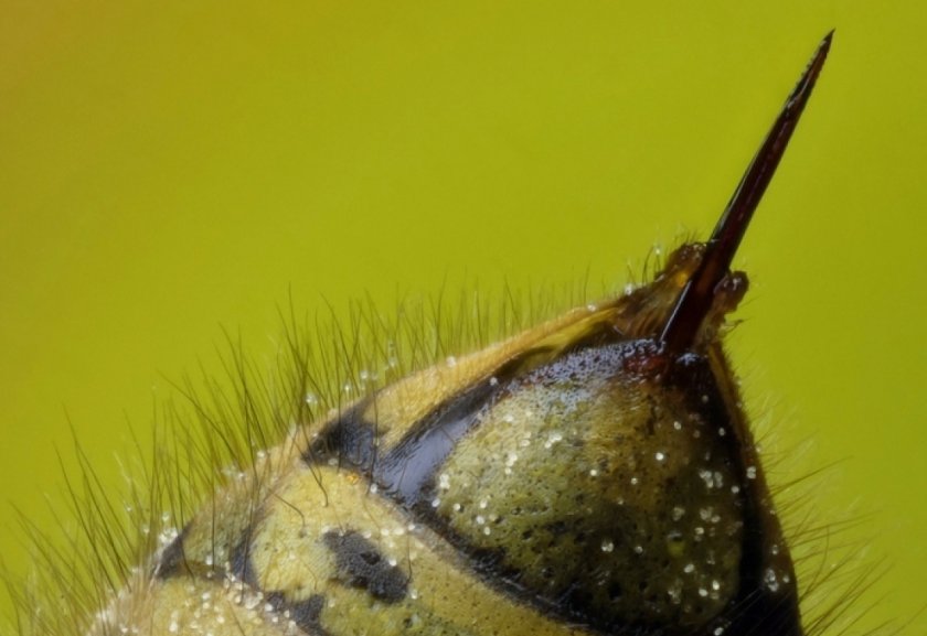 Что такое пчелиный яд Что такое пчелиный яд