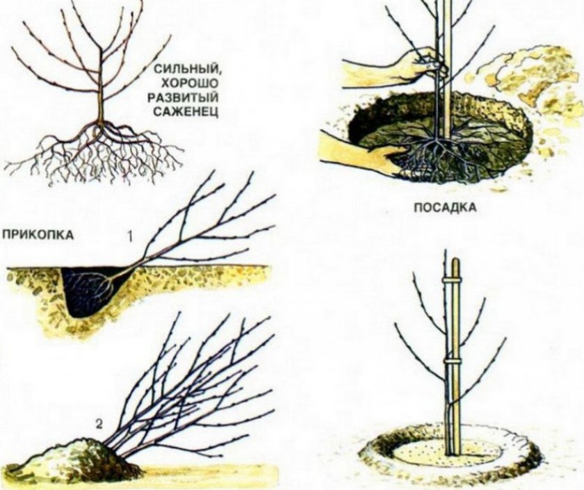 Посадка яблони Посадка яблони