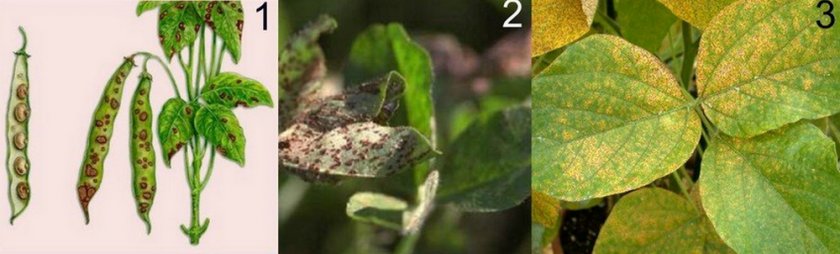 Мозаика фасоли Мозаика фасоли