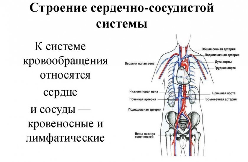 Сердечно-сосудистая система человека Сердечно-сосудистая система человека