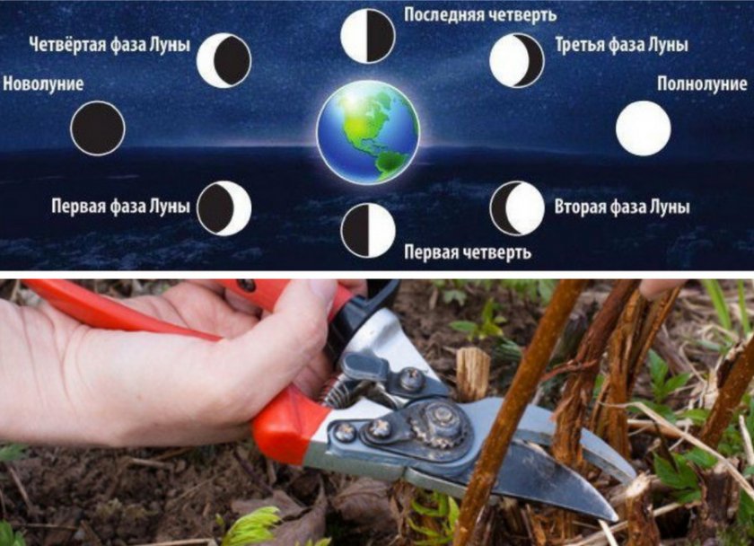 Обрезка малины по лунному календарю