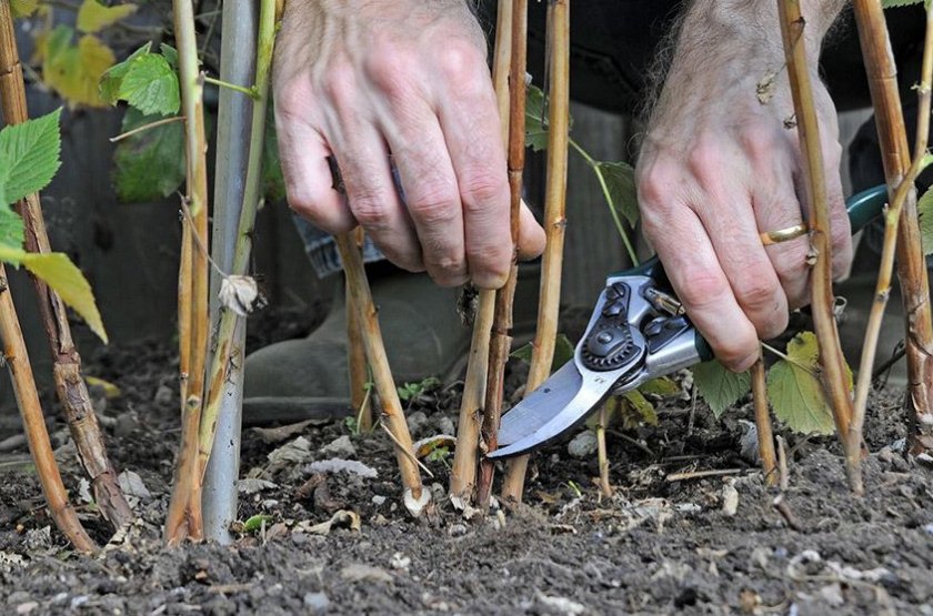 Корневая обрезка малины