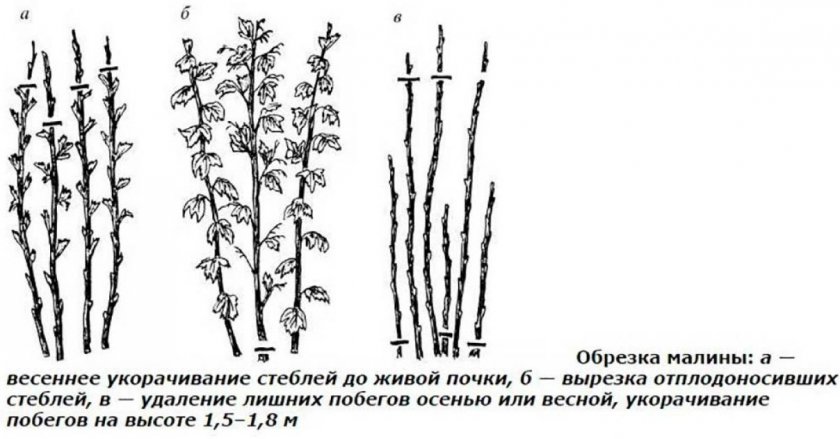Обрезка малины