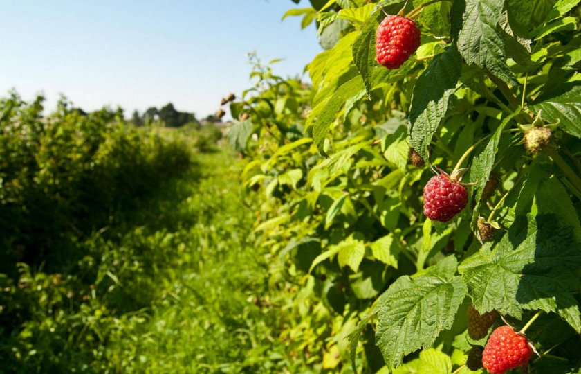 Выращивание малины Выращивание малины