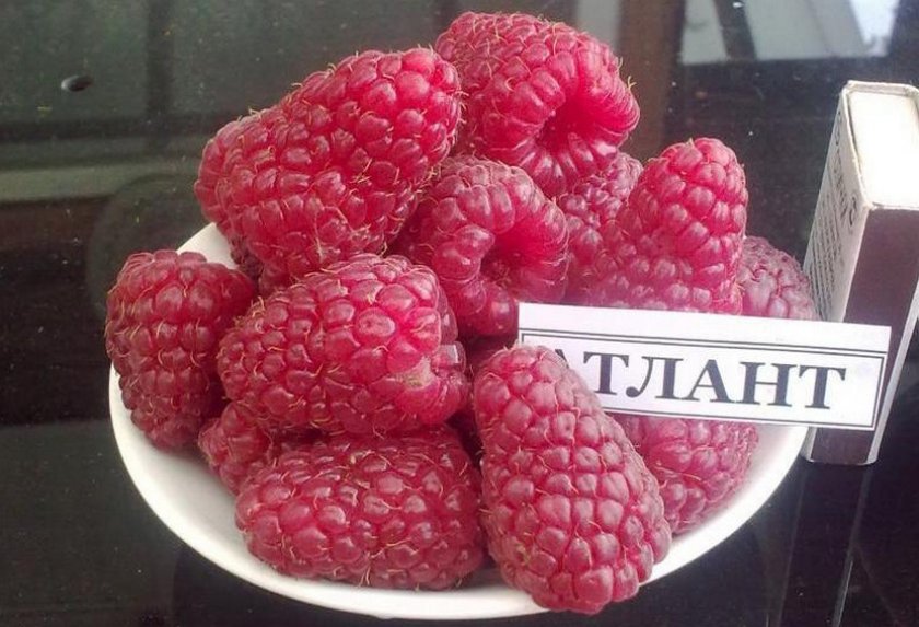 Малина Атлант Малина Атлант