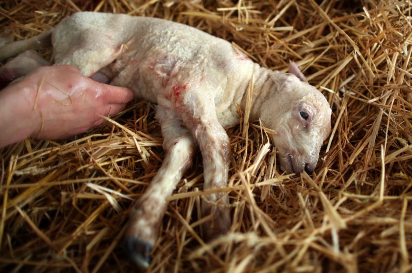 Новорожденный ягненок