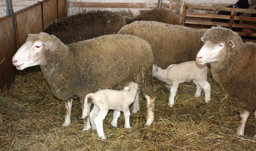 Кормление ягнят