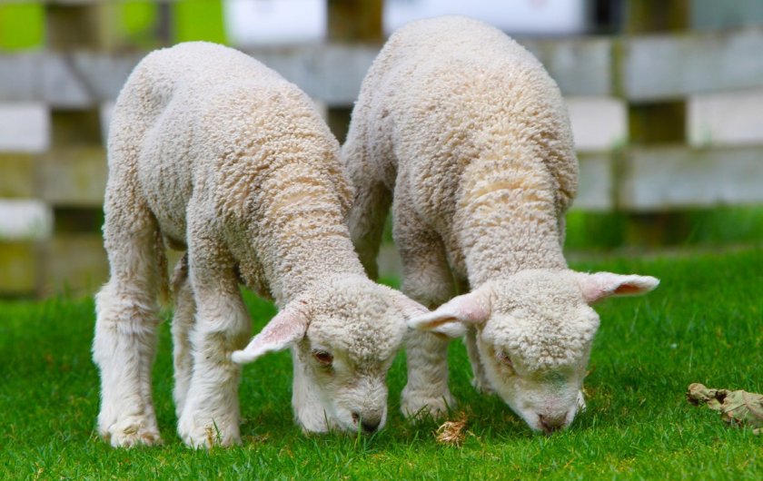 Выращивание ягнят