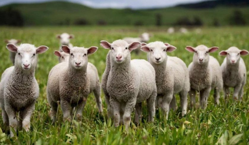 Молодняк овец