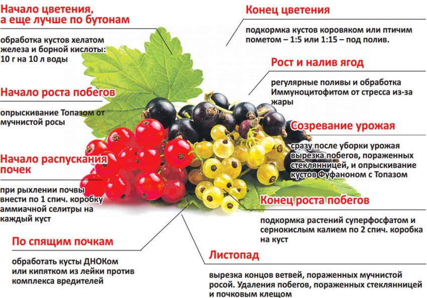 Підживлення смородини Підживлення смородини