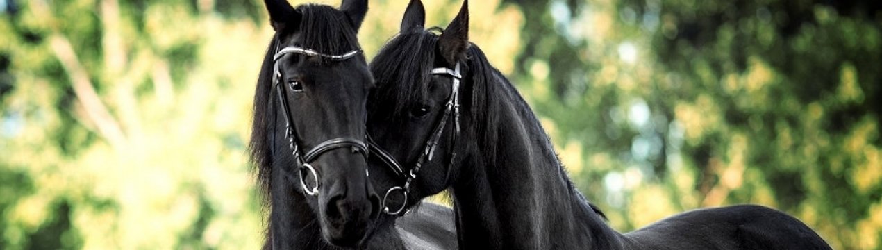 Что у лошади под копытом. Смотреть фото Что у лошади под копытом. Смотреть картинку Что у лошади под копытом. Картинка про Что у лошади под копытом. Фото Что у лошади под копытом