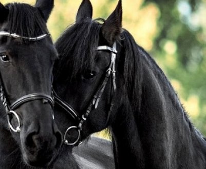 Копита - будова копита коня