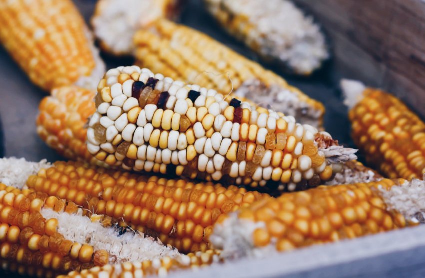 В Ірландії прогнозують зростання врожайності зернових