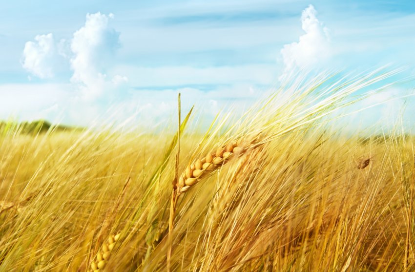 В Ірландії прогнозують зростання врожайності зернових