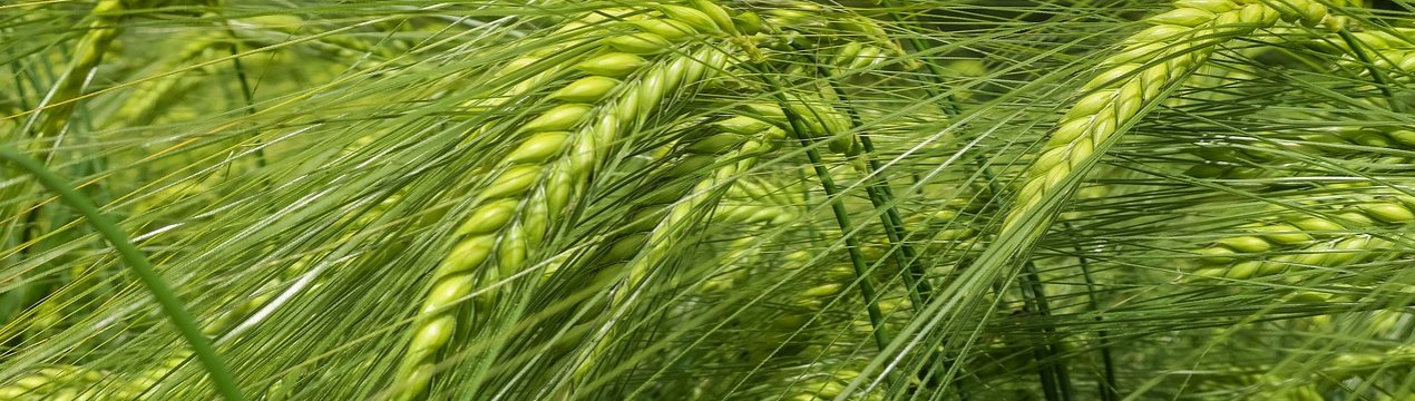 В Ірландії прогнозують зростання врожайності зернових