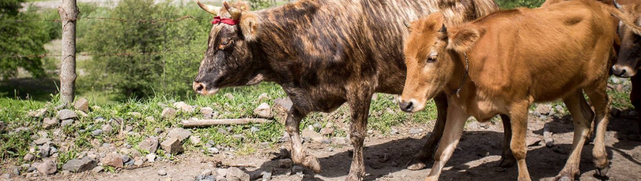 Верстат для фіксації, обробки та обрізки копит ВРХ