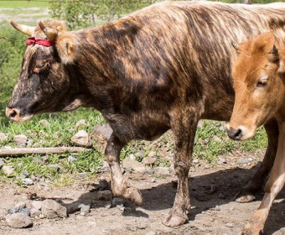 Верстат для фіксації, обробки та обрізки копит ВРХ