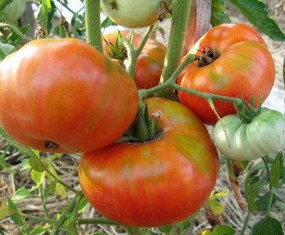Томат «Старосільський»: характеристика та опис сорту, посадка, вирощування і догляд