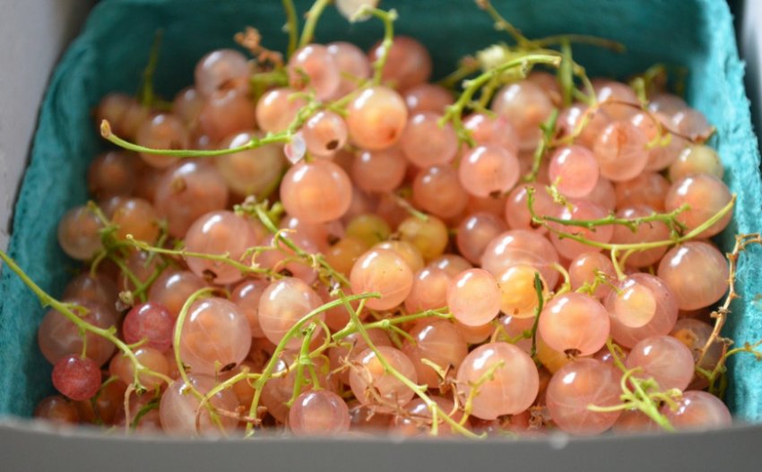 Рожева смородина Рожева смородина