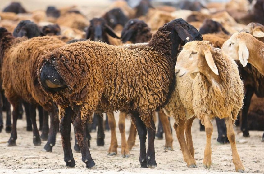 Породы жирнохвостых овец